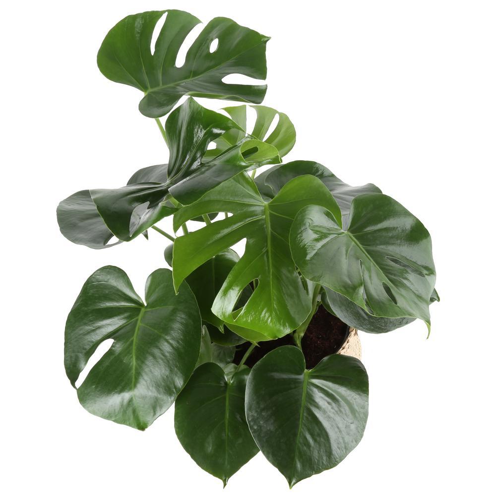 Plant - Philodendron Monstera Deliciosa