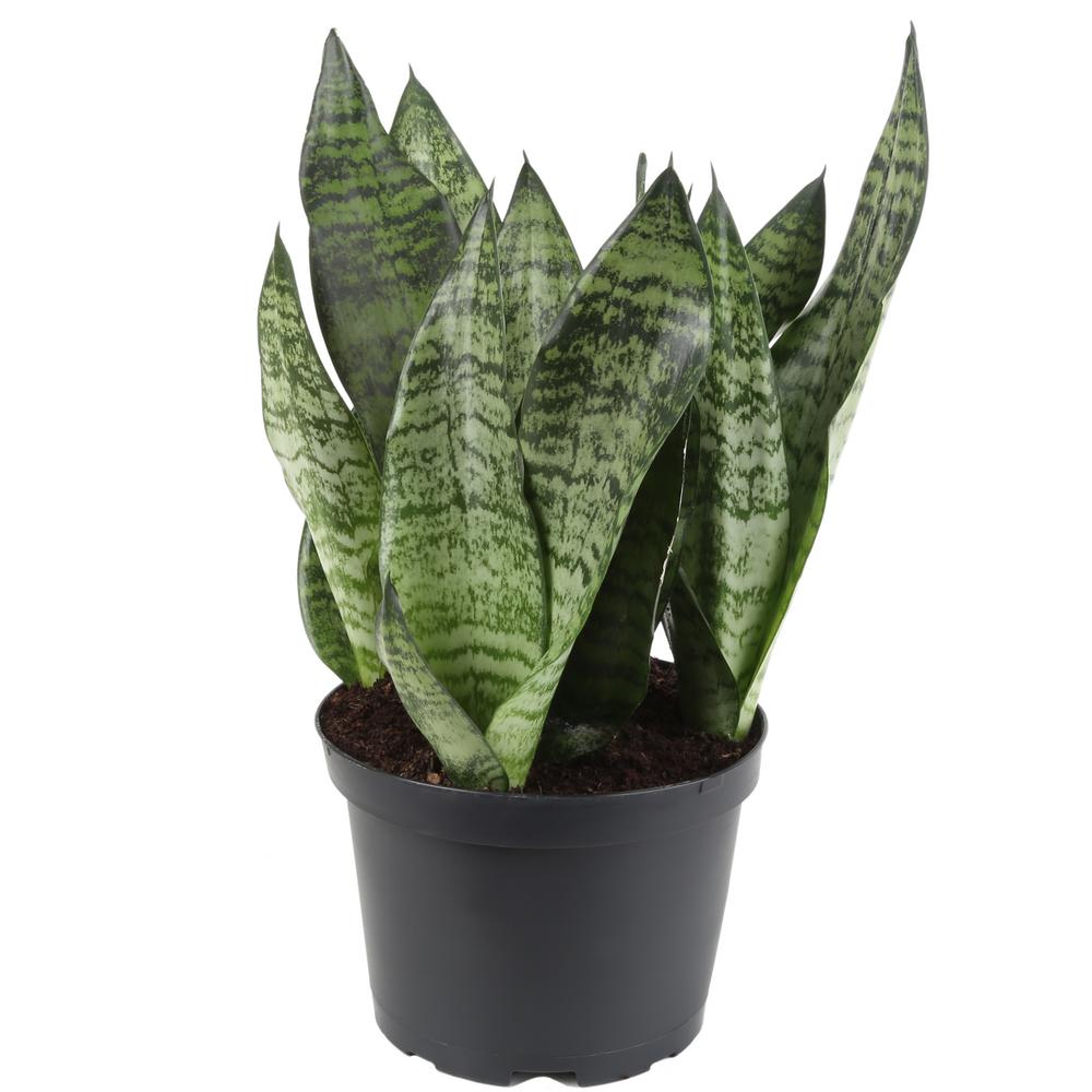 Plant - Sansevieria