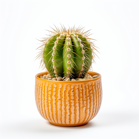 Golden Barrel Cactus