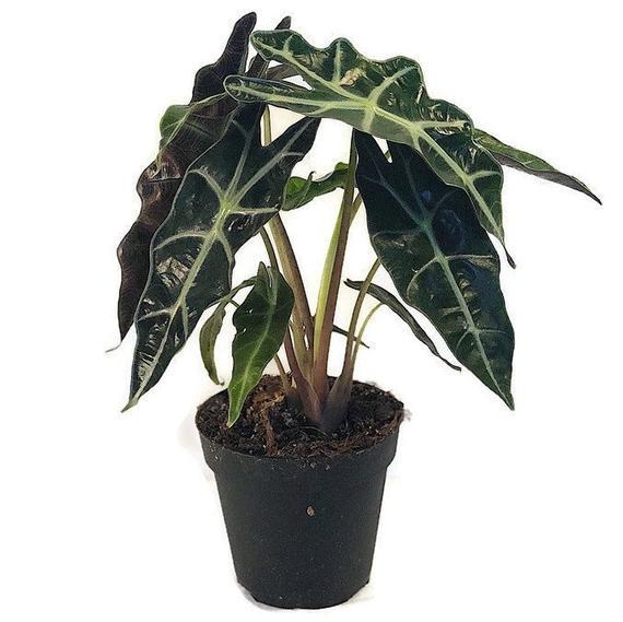 Plant - Alocasia Polly