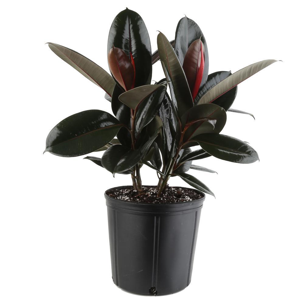 Plant - Ficus Elastica