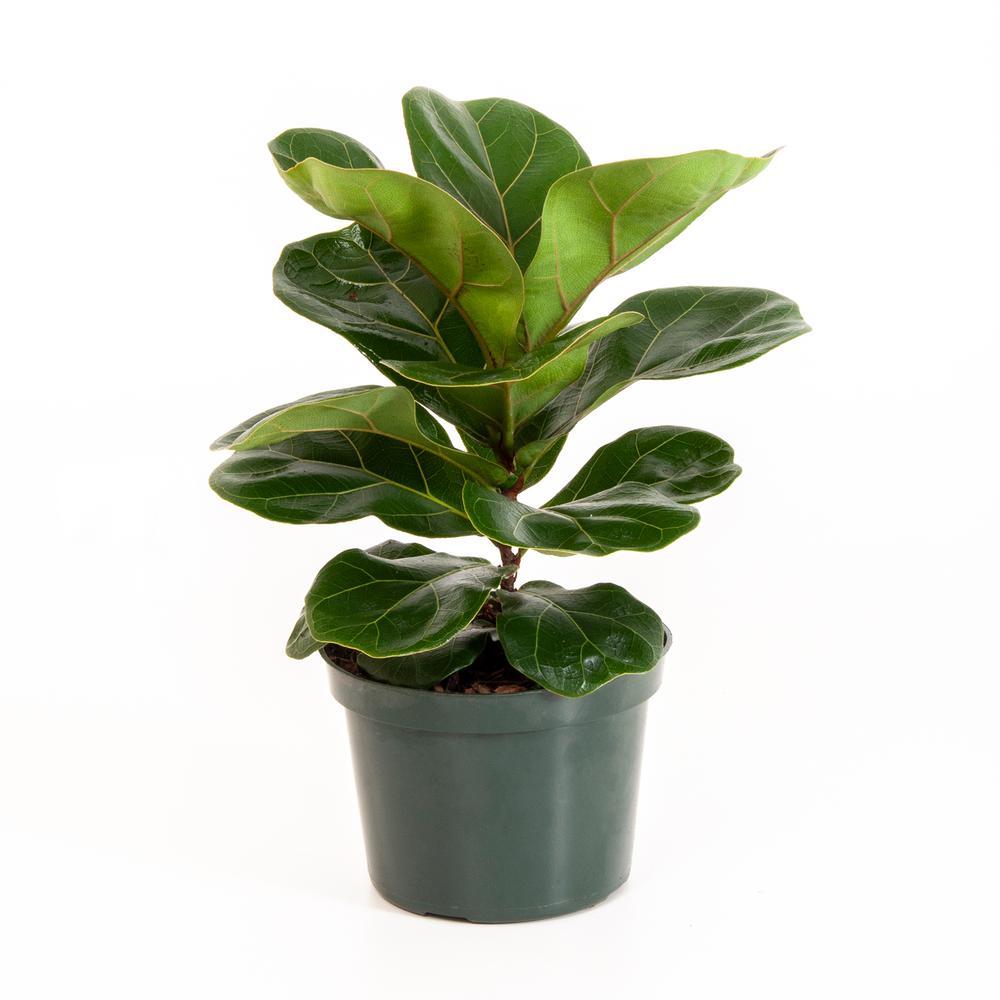 Plant - Ficus Lyrata