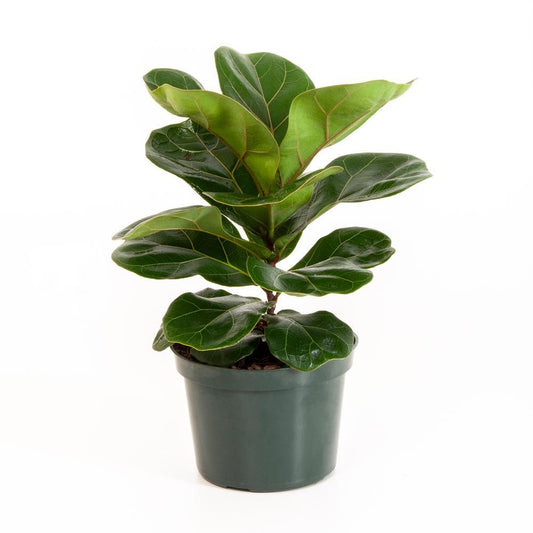 Plant - Ficus Lyrata