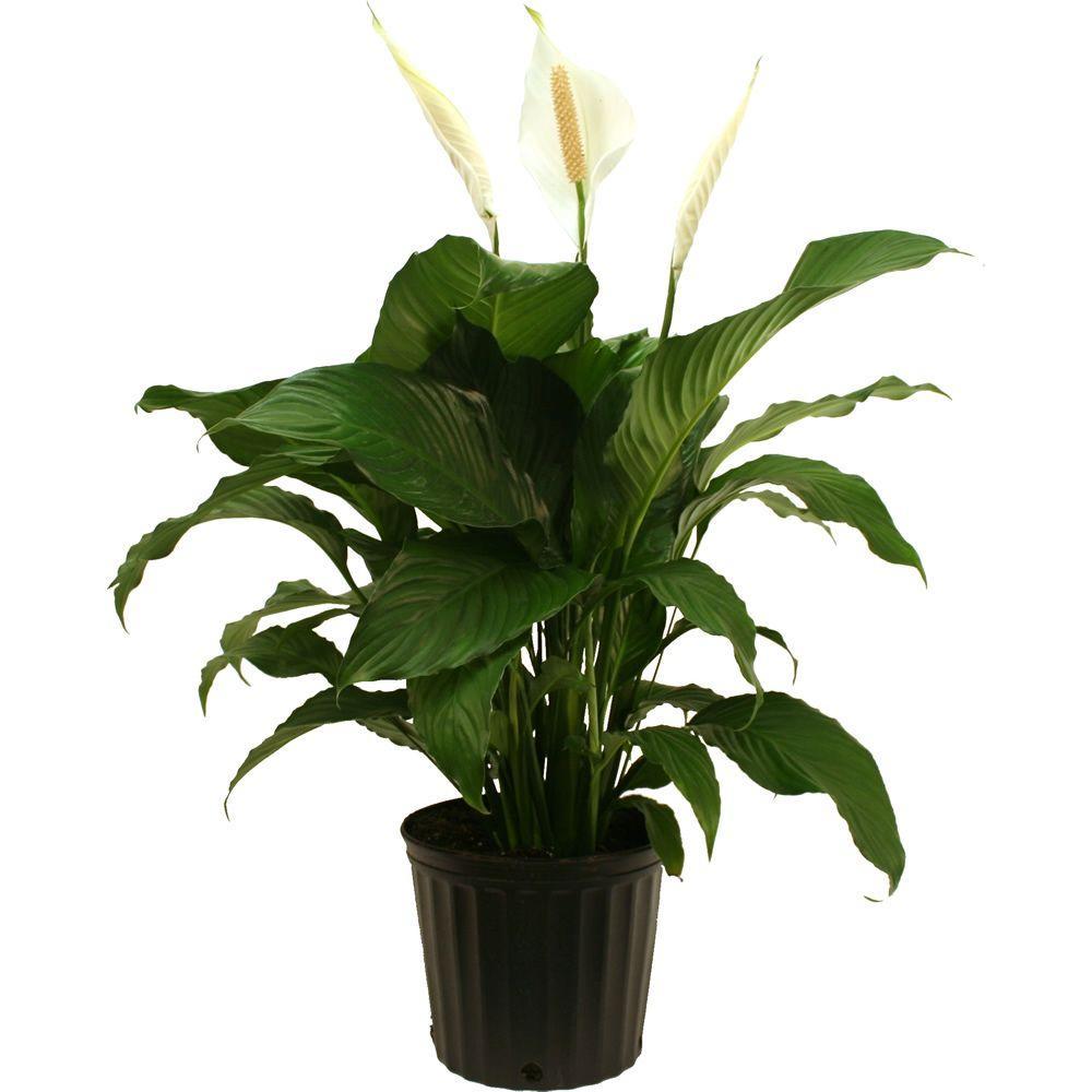 Plant - Peace Lily