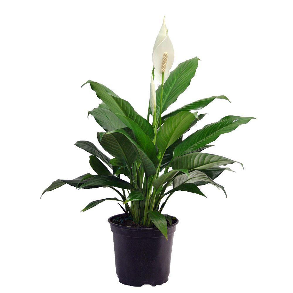 Plant - Peace Lily