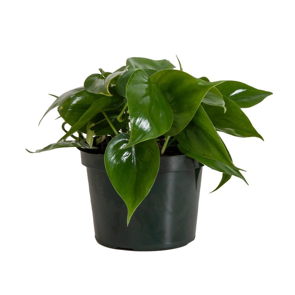 Plant - Philodendron Cordatum