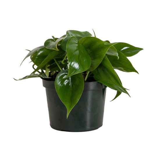 Plant - Philodendron Cordatum