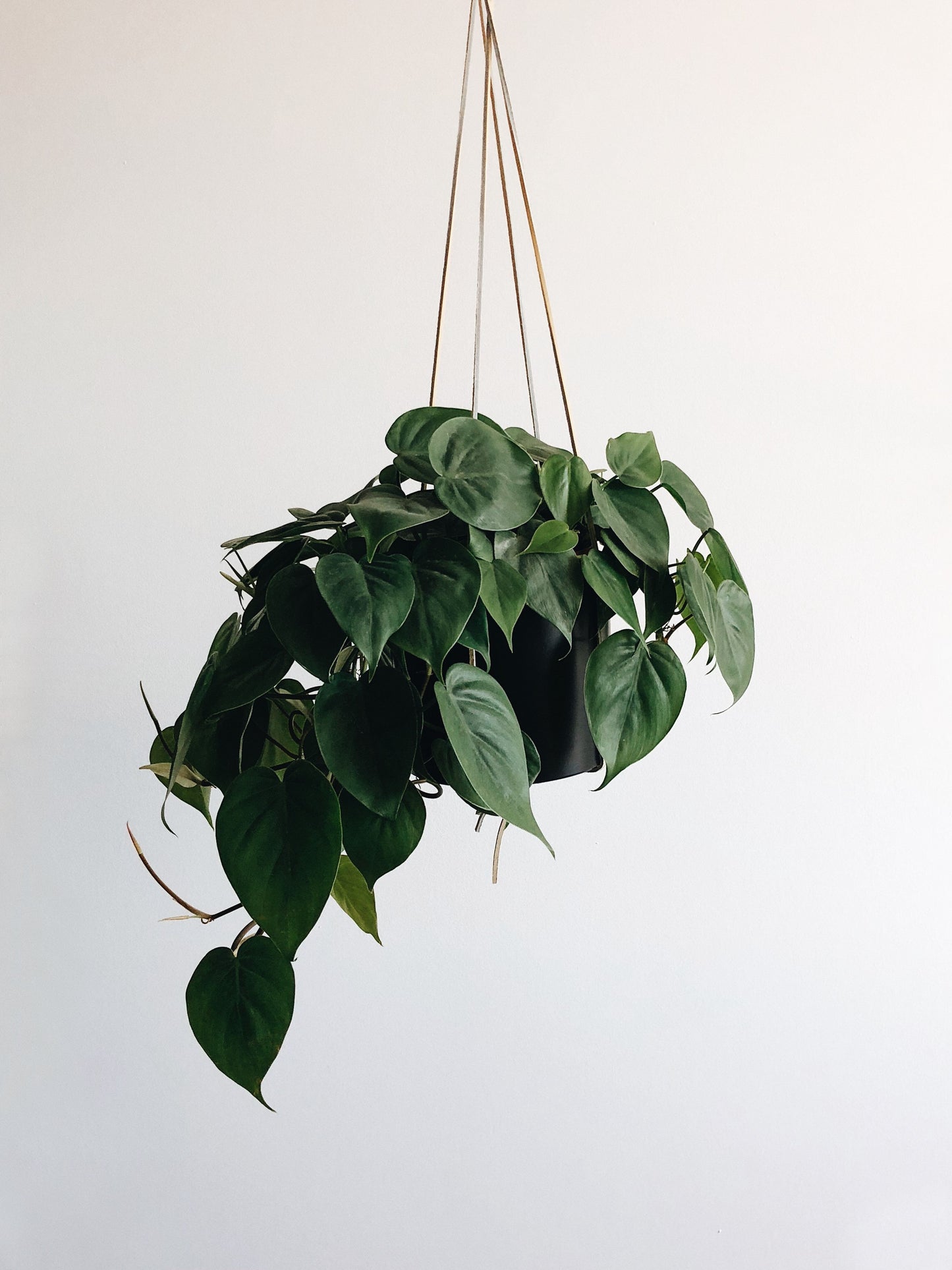 Plant - Philodendron Cordatum