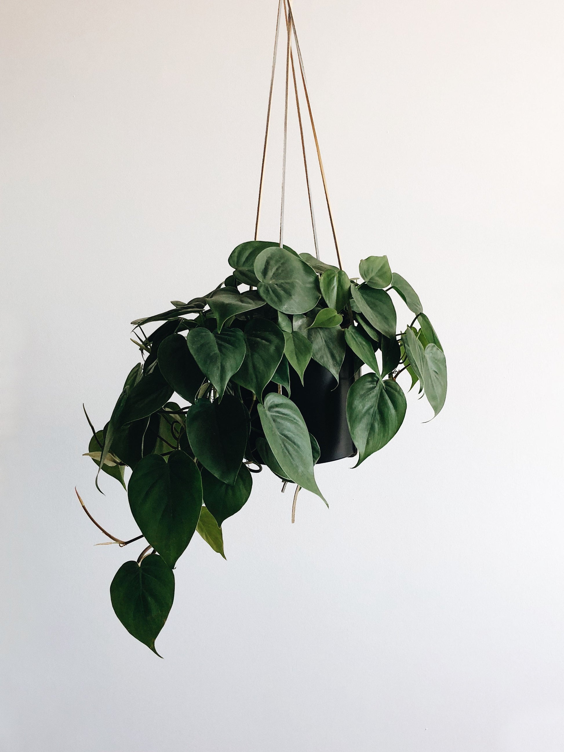 Plant - Philodendron Cordatum