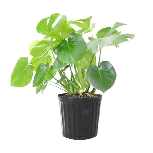 Plant - Philodendron Monstera Deliciosa