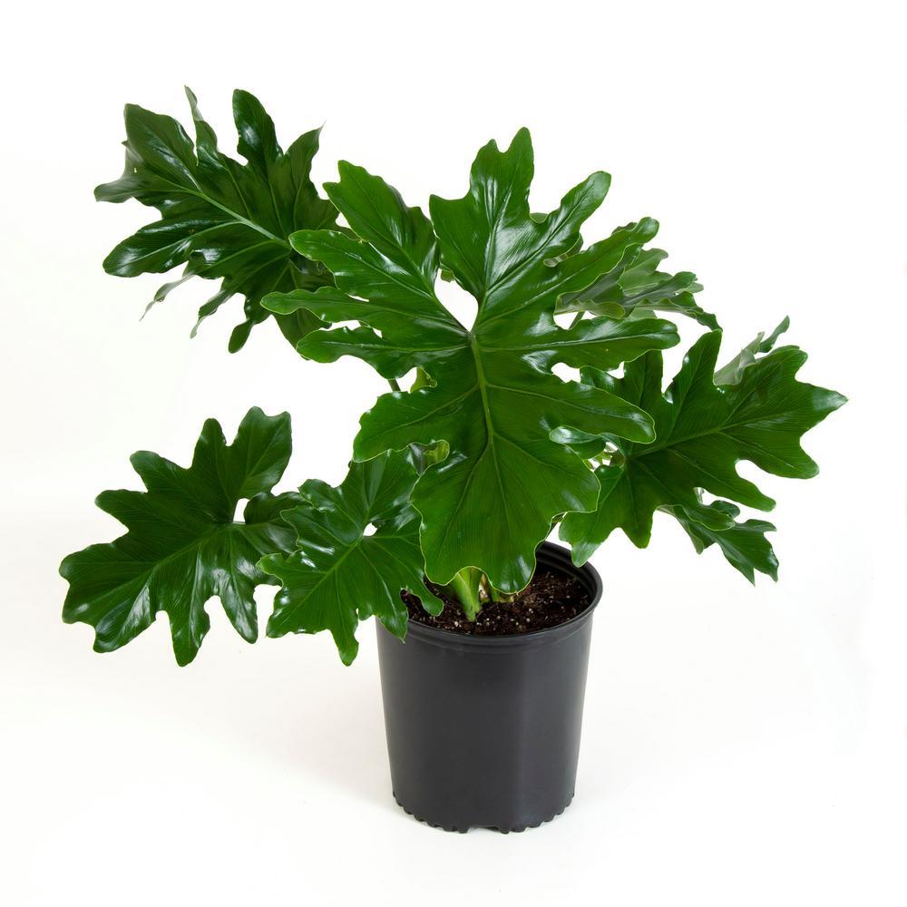 Plant - Philodendron Selloum