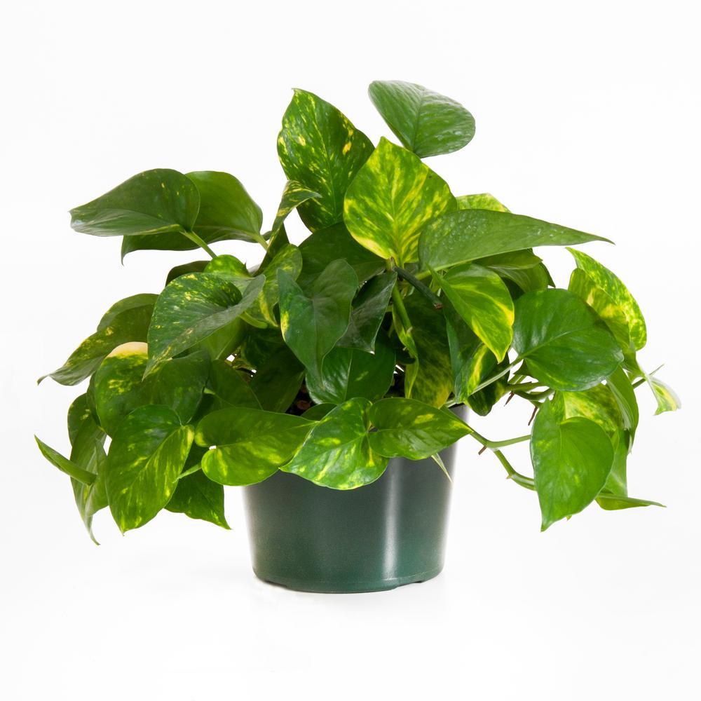 Plant - Pothos